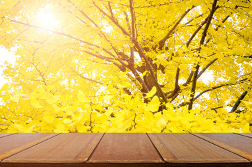Naklejka na ściany i meble Perspective wood table and fully yellow of Ginkgo autumn leaves with bokeh background.