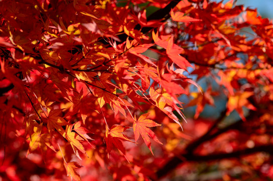 Maple Tree Garden in Autumn. Red Maple leaves in Autumn.