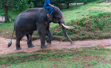 Mahout Training Elephant In the morning at Training Elephant  Center
