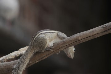 squirrel on tree