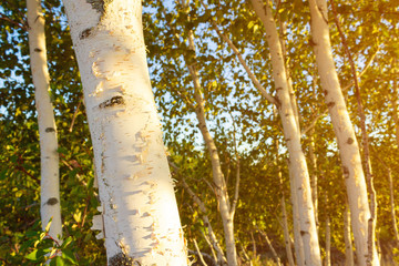 Fototapeta premium Birch trees with soft gentle wind for relaxing spa and wellness concept.