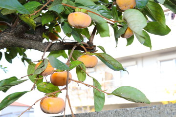 Kaki in Japan,persimmon