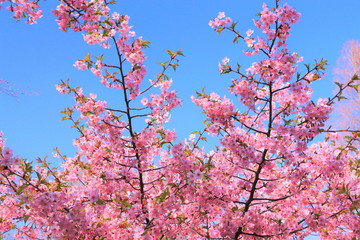 青空に映えるピンク色の河津桜