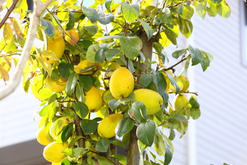 Chinese quince,Karin in Japan