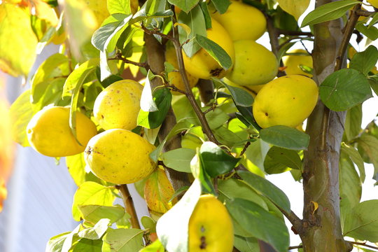 Chinese quince,Karin in Japan