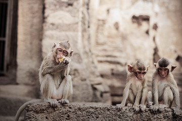 Monkey eating food on brick.