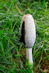 White mushrooms in the grass