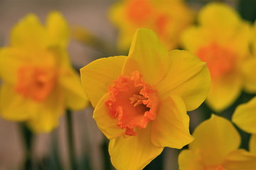 オレンジ色の水仙