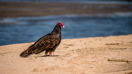 Turkey vulture on a remote Mexican Beach.