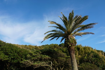 南国　宮崎　フェニックス