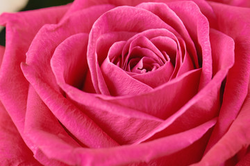 One pink rose close-up. Macro photo, beautiful  floral background.