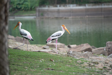Bird at the lakeside