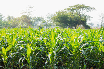 Planting corn in the field.