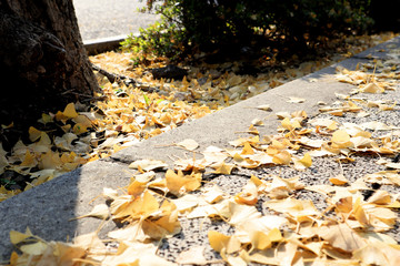 Many ginkgo leaves fall on the Street, Tokyo