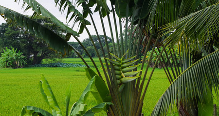 Rice field viewed through tropical vegetation - Lapang, Thailand