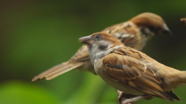Philippine Maya or Eurasian Tree Sparrow or Passer montanus perch on twig