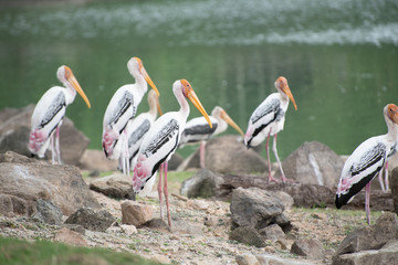 Bird at the lakeside