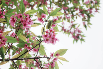 Sakura with the sky.