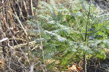 fir-tree, coniferous trees