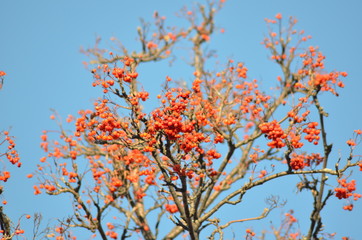 Rowan, branch, beautiful
