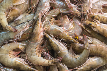 Group of Fresh white shrimp in market