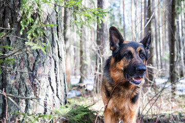 Dog German Shepherd in the forest in an early spring