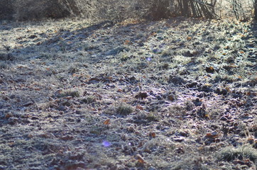 Autumn frozen ground