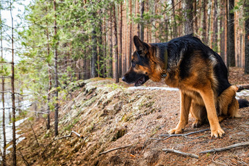 Dog German Shepherd in the forest in an early spring
