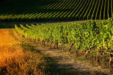 Naklejka premium Vignes au soleil en Anjou