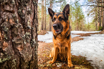 Dog German Shepherd in the forest in an early spring