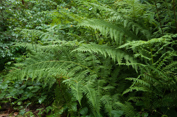 Beautiful green leaves of ferns as background