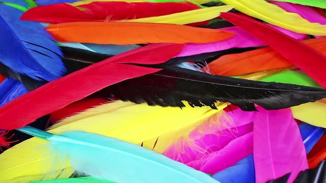Colorful bird feathers rainbow colors