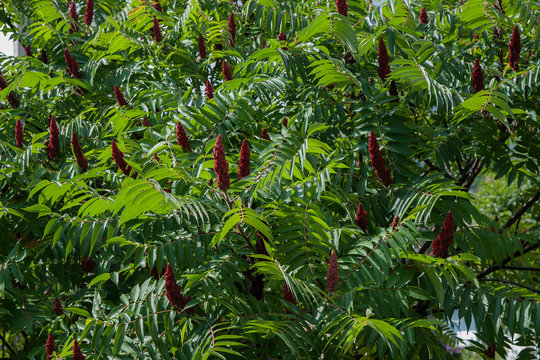 Staghorn sumac or velvet sumac (Rhus typhina).Red flowers with green leaves after rain. Natural background.