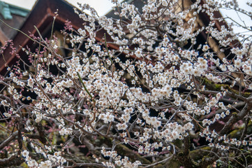 京都　北野天満宮　梅