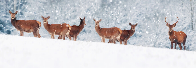 A group of beautiful male and female deer in the snowy white forest. Noble deer (Cervus elaphus). ...