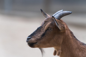 Kopf einer Ziege mit Blick nach links