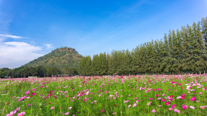 Beautiful Cosmos flowers field and tree with mountain and blue sky, Landscape photo