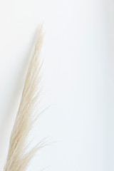 Pampas grass against white background