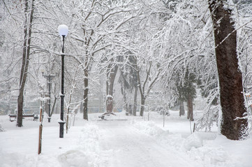 Winter landscape with trees and snow in city park. Trees are covered with snow after snowfall.