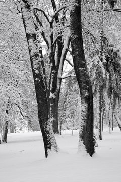 City park after snowfall. Graphic black and white image of the wintery city park. Trees covered with snow. © Mykola