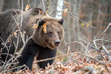 Keuken spatwand met foto Bear in autumn forest © byrdyak