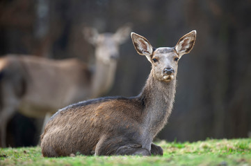 Female roe deer lies in a forest