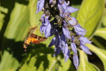 A super fast African Hummingbird moth hovering at the Plectranthus flowers.