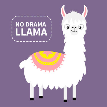 No drama llama. Alpaca animal. Cute cartoon funny kawaii character. Childish baby collection. Fluffy hair fur. T-shirt, greeting card, poster template print. Flat design. Violet background.