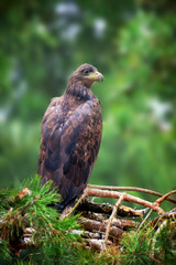 Eagle sitting on a pine