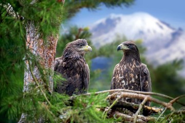 Two eagle sitting on a pine