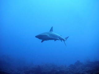 Fototapeta premium OLYMPUS DIGITAL CAMERA