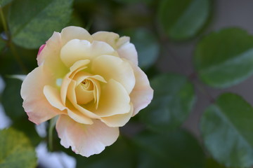 Pale Yellow Rose