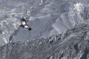 The Condor soars above the mountains