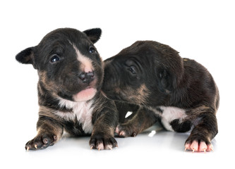 puppies miniature bull terrier